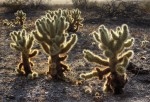 Desert, plants, cactus