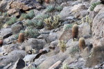 cactus, desert, landscape