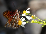 Butterfly, insect