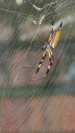 Banana spider, insects, spider web, nature, Florida