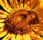 flowers, sunflower