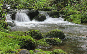 stream, forest, water fall, north Carolina, scenery