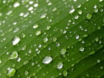 rain drops, texture, leaf