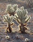 desert, desert cactus, desert plants