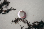 Sea Shell, beach, sand, Atlantic ocean, Florida