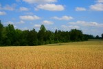 landscape, wheat, barley, farm, ranch, south carolina