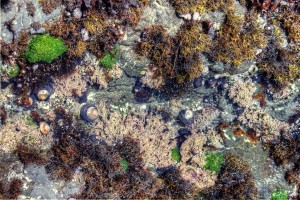 TidePool2