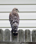 bird of prey, nature