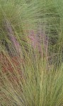 Beach grass, landscape