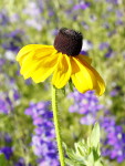 Flowers, yellow, black eyed susan