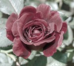 Red rose, water drops