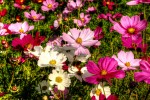 Flowers, spring flowers, South Carolina