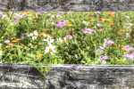 spring, flowers, pasture, Florida