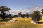 scenery, landscape, oak trees, California