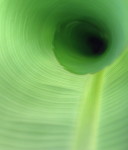 abstract, banana tree, leaf