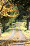 scenery, dirt roads, country roads, country