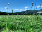 landscape, scenery, Tuolumne meadow, Yosemite, California